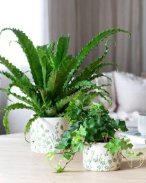 10 Eføy og Asplenium i Botanic potte 1080x1350