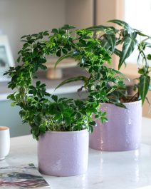 2 Cissus bøyle i Lisa potte 1080x1350