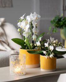 4 Orkide i Linnea potte 1080x1350