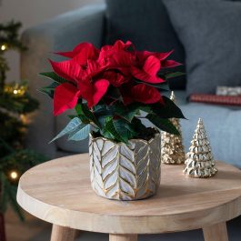 5 Julestjerne i Folium potte 1080x1080