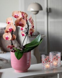 5 Orkide i Saga potte og Sparkling telysholder 1080x1350