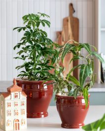 8 Schefflera og Parthenocissus amazonica bøyle i Retro potte Village lyshus 1080x1350