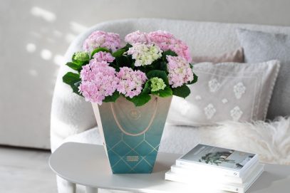 4 Hortensia i gavebag