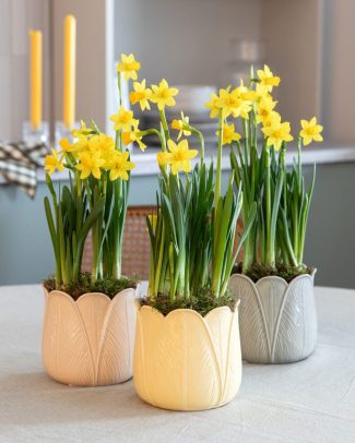 5 Narciss i tulipanpotte 1080x1350